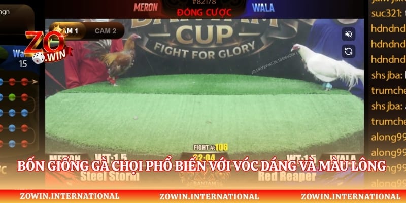 Bốn giống gà chọi phổ biến với vóc dáng và màu lông khác nhau